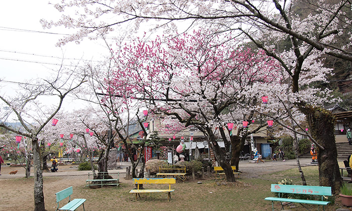 桃太郎神社の桜